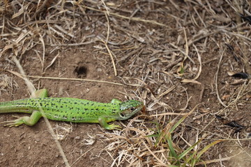 Lacerta bilineata; Lézard vert 