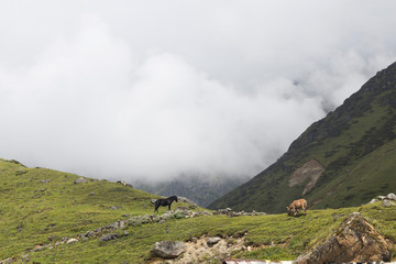 Landscape with horses in cloud mountains. Travel, nature concept. Copy space