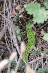 Lézard vert 