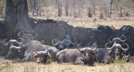 Herd of African buffalo with large curly horns lying down under the shade of a tree looking at the camera