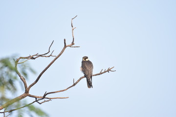 Medium large bird with hook tip bill, sharp bulgy eyes with white fur on throat, crested feather with short tail, Crested Serpent Eagle Juvenile sitting on a height sighted at Panna National Park.