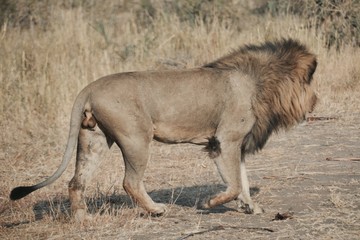 Obraz na płótnie Canvas Large impressive single male lion with heavy darj mane walking through the dry bush veld grass
