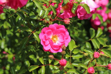 薔薇　ばら　シャルダンドゥフランス