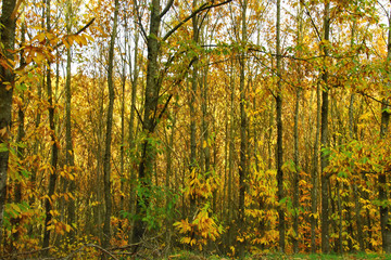 Obraz premium junger Esskastanienwald im Herbst mit farbigem Laub
