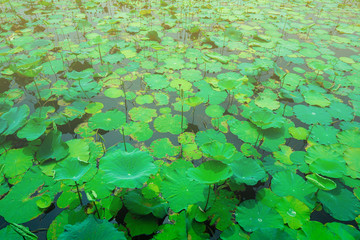 Green lotus leaf field background