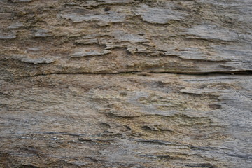 old wood texture of wall