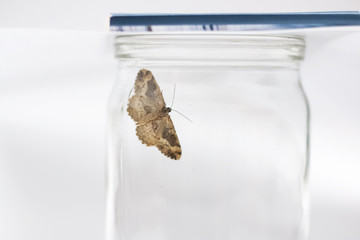 Brown butterfly in a jar close up