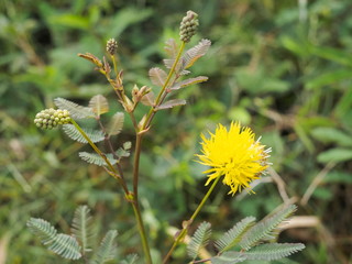 Close-up Yellow Puff Flower of Water Mimosa (Neptunia oleracea) or Sensitive Neptunia with green nature blurred background.