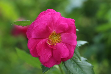 薔薇　ばら　ヘンリーケルシー