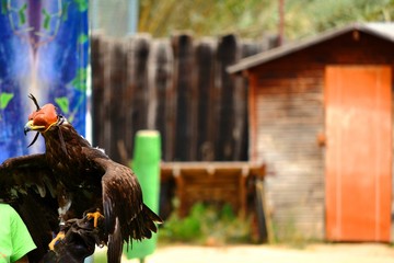 un águila con una caperuza