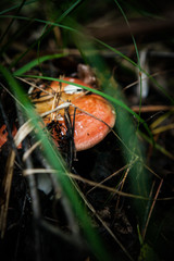 mushroom in the grass in a sun-drenched forest