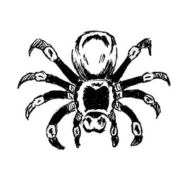 Halloween spider isolated on white background