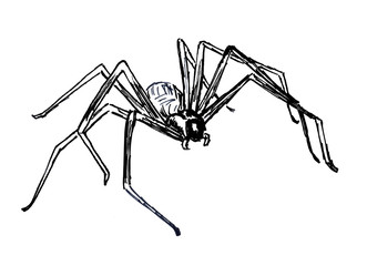 Halloween spider isolated on white background