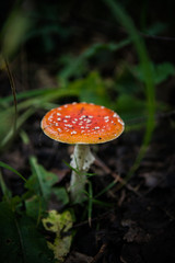 mushroom in the grass in a sun-drenched forest