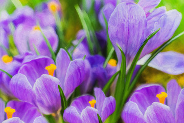 Fototapeta premium Oil painting on canvas- flowers crocus