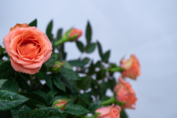 Beautiful, bright Bush roses in artistic blur with shallow depth of field.