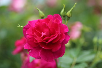 薔薇　ばら　ヘンリーケルシー