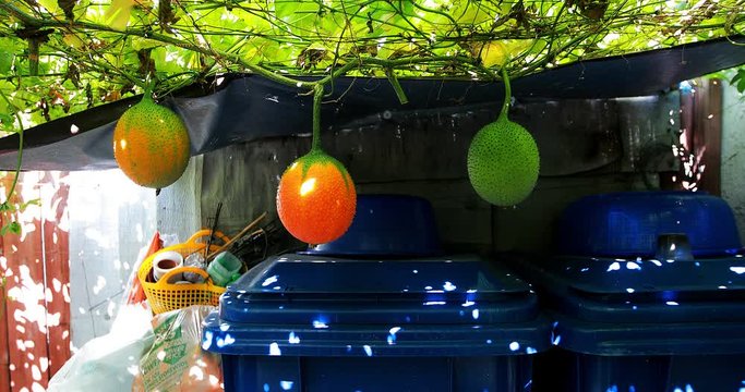 4k Gac Fruits on vines, gac in backyard, pick ripe fruits