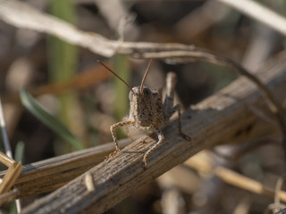grillo campestre