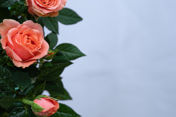 Beautiful, bright Bush roses in artistic blur with shallow depth of field.