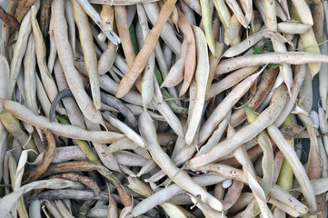 Dry bean pods. Harvest beans in the fall.
