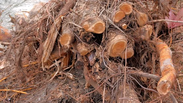 Big pile of cut dry tree twigs and branches stacked on ground in city park. Concept of spring forest and yard cleaning.