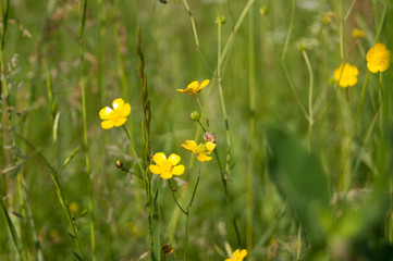 Yellow wild flower in summer meadow