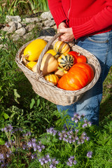 Au potager - récolte des courges