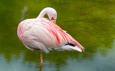 Flamingo a wading bird in the family Phoenicopteridae.