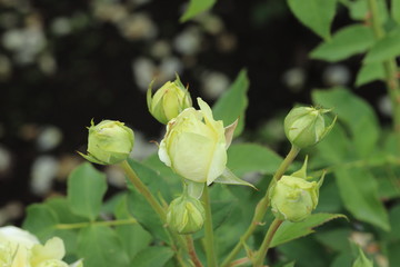 薔薇　ばら　快挙