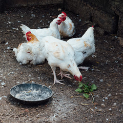 des poules dans un poulailler mangent