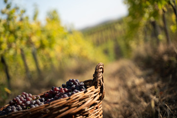 freshly harvested grapes in wicker baskets in the vineyard