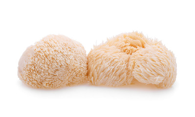 lion mane mushroom isolated on white background © wealthy lady