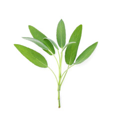 Sage leaves isolated on white background