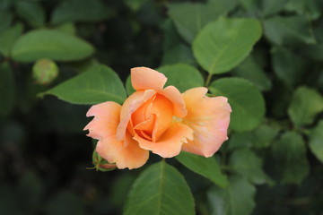 薔薇　ばら　夢