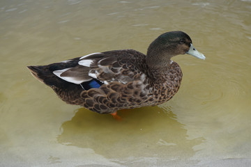 Wild duck swimming on a pond