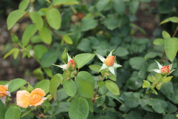 薔薇　ばら　夢