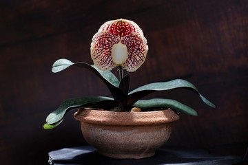 The species orchids is Paphiopedilum at nursery in Thailand, Natural background with beautiful...