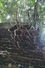 tree in forest