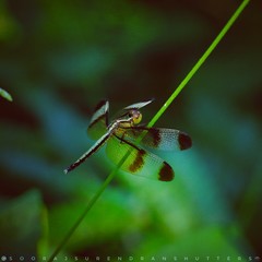 dragonfly on leaf