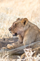 Close up of a female lion laying in the shadows, Etosha, Namibia, Africa