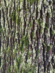 old dark maple bark with moss