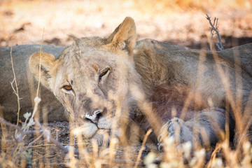 Close up of waking up lion, Etosha, Namibia, Africa