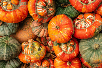 Different color pumpkins on outdoor market, autumn food