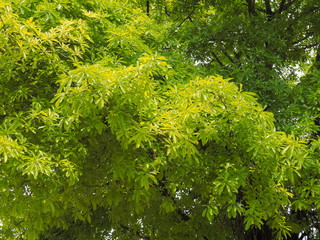 Green Leaves of Cannonball Tree (Couroupita guianensis) on branches texture background.