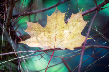 Laubfall im Herbst, herbstliche Dekoration, Ahornblatt