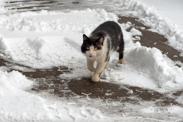 Cat walks in the snow on a winter day