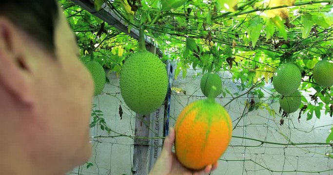 4k Gac Fruits on vines, gac in backyard, pick ripe fruits00358972