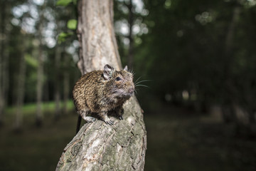rodent degu climbed on a tree branch, nature background.