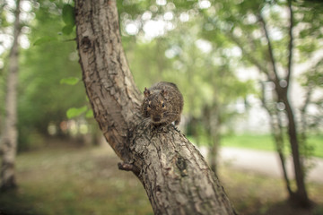 rodent degu climbed on a tree branch, nature background.